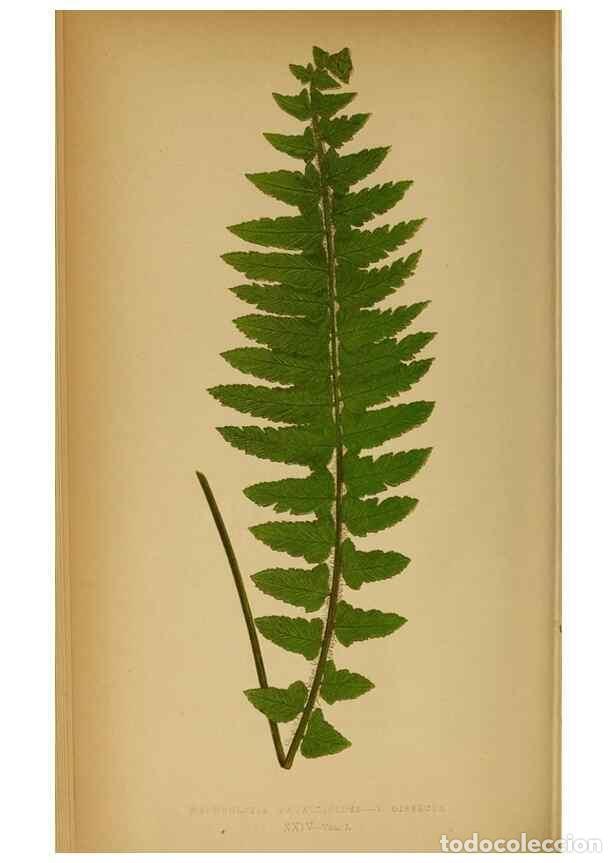 Collection Magazines and Newspapers: Reproducci&oacute;n/Reproduction 49628469037: Ferns: British and exotic.... London,Groombridge and Sons,185
