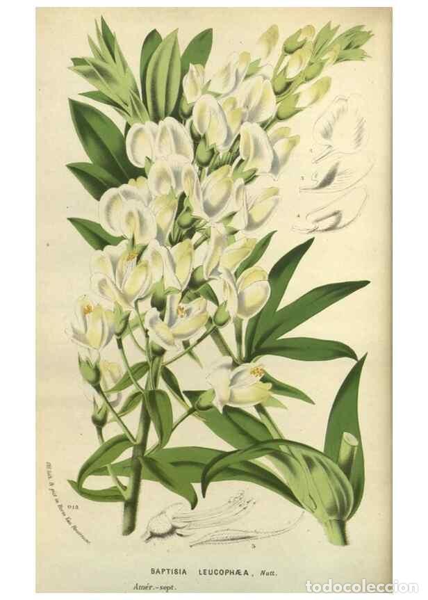 Collection Magazines and Newspapers: Reproducci&oacute;n/Reproduction 49588877377: Flore des serres et des jardins de l'Europe. A Gand :chez Lou