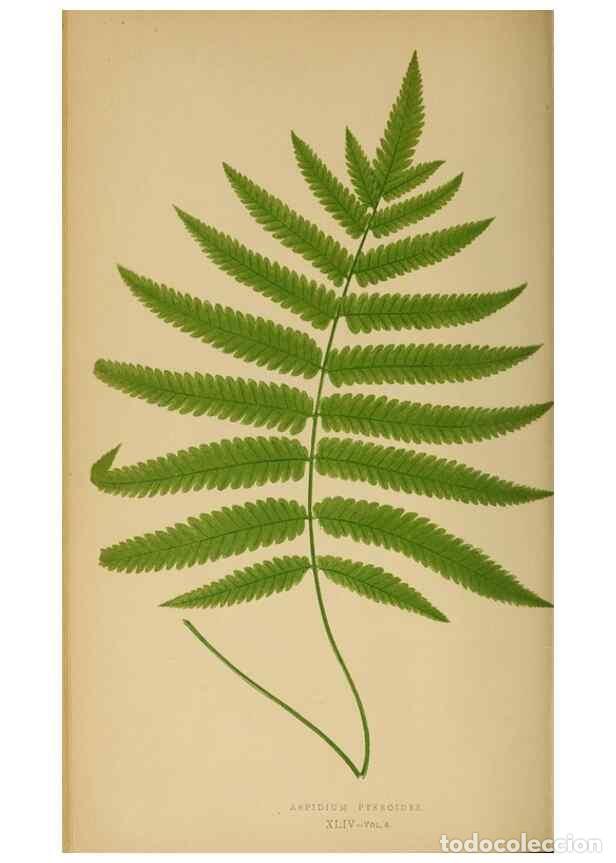 Collection Magazines and Newspapers: Reproducci&oacute;n/Reproduction 49627504502: Ferns: British and exotic.... London,Groombridge and Sons,185