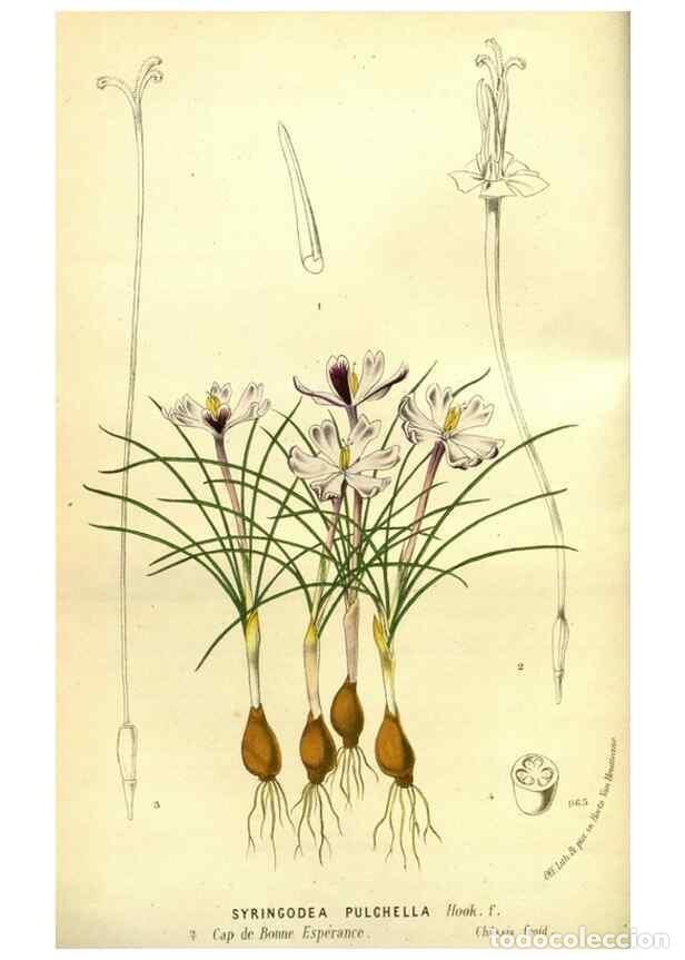 Collection Magazines and Newspapers: Reproducci&oacute;n/Reproduction 49588370492: Flore des serres et des jardins de l'Europe. A Gand :chez Lou