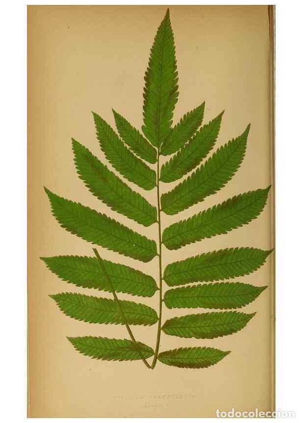 Collection Magazines and Newspapers: Reproducci&oacute;n/Reproduction 49627675043: Ferns: British and exotic.... London,Groombridge and Sons,185