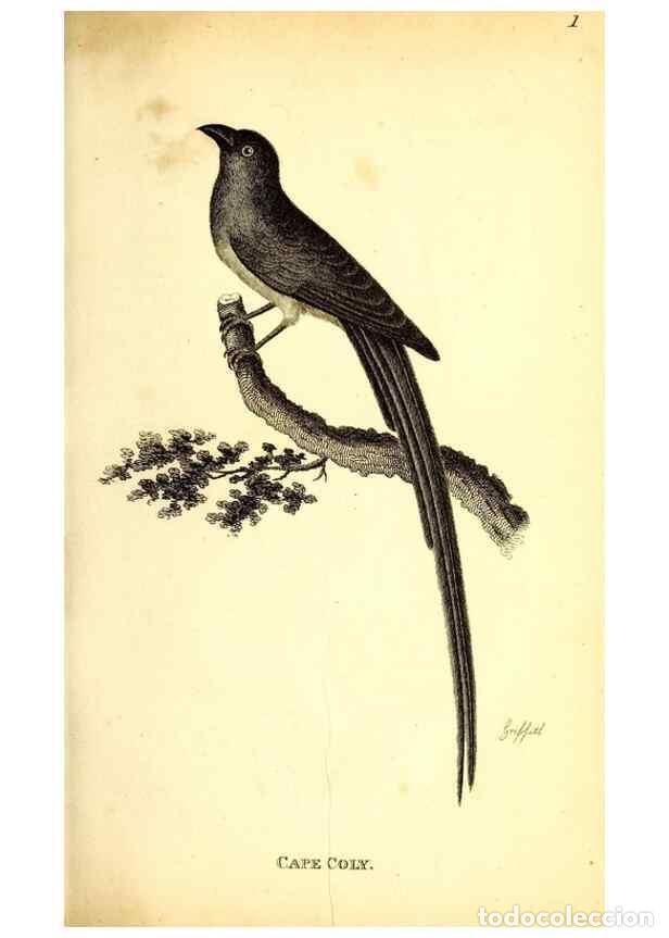 Collection Magazines and Newspapers: Reproducci&oacute;n/Reproduction 49830110678: General zoology, or Systematic natural history. London,Printe