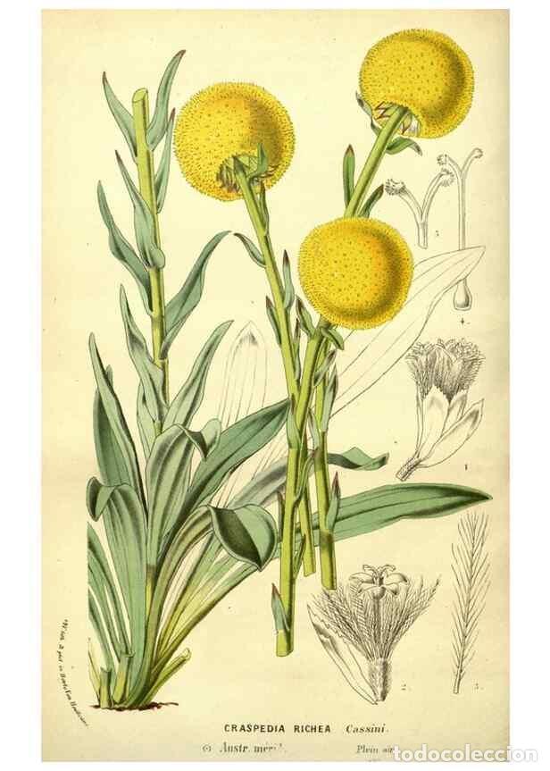 Collection Magazines and Newspapers: Reproducci&oacute;n/Reproduction 49588379492: Flore des serres et des jardins de l'Europe. A Gand :chez Lou