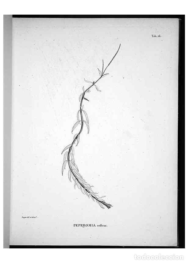 Collection Magazines and Newspapers: Reproducci&oacute;n/Reproduction 49555879318: Nova genera et species plantarum :. Antverpiae :Ex officina C