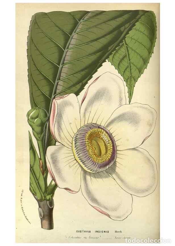 Collection Magazines and Newspapers: Reproducci&oacute;n/Reproduction 49588622361: Flore des serres et des jardins de l'Europe. A Gand :chez Lou