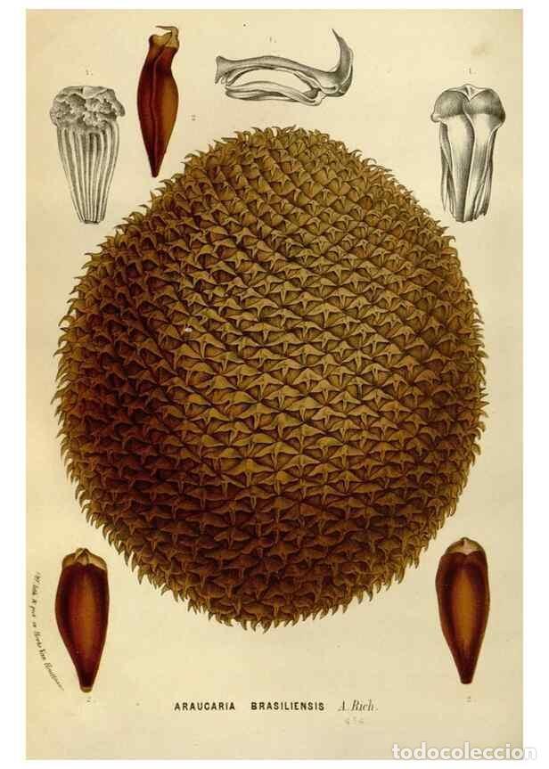 Collezionismo di Riviste e Giornali: Reproducci&oacute;n/Reproduction 49588269126: Flore des serres et des jardins de l'Europe. A Gand :chez Lou