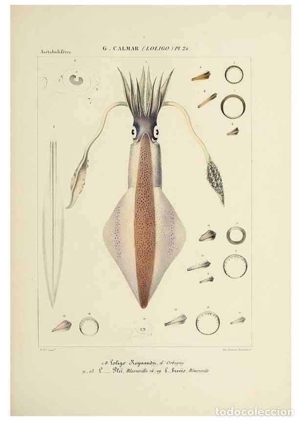 Collezionismo di Riviste e Giornali: Reproducci&oacute;n/Reproduction 49434469563: Histoire naturelle, g&eacute;n&eacute;rale et particuli&egrave;re des c&eacute;phalopodes