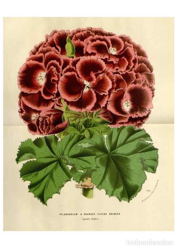 Collezionismo di Riviste e Giornali: Reproducci&oacute;n/Reproduction 49588357186: Flore des serres et des jardins de l'Europe. A Gand :chez Lou