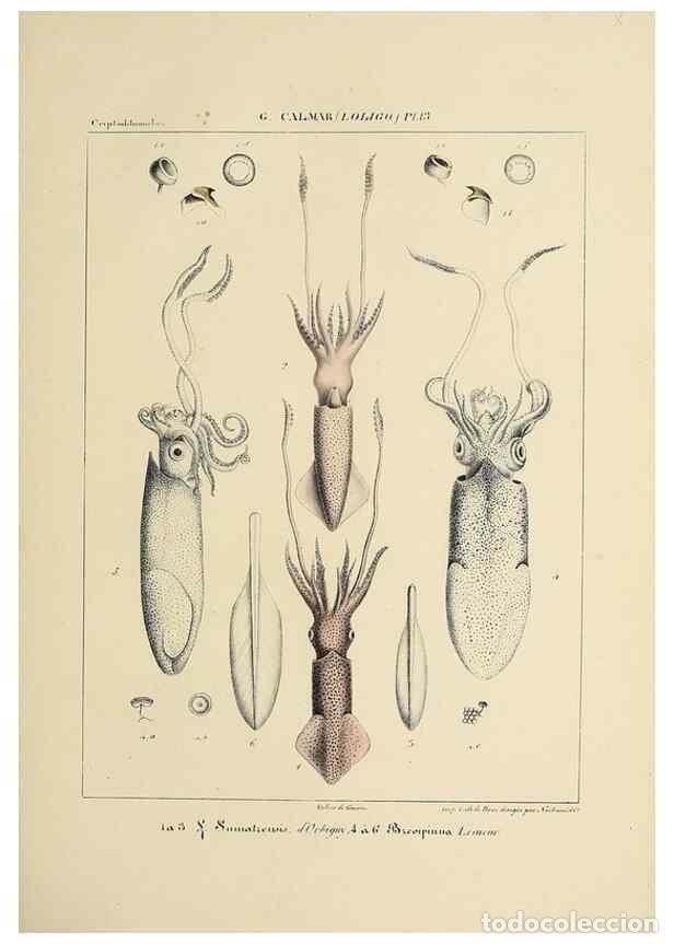 Collezionismo di Riviste e Giornali: Reproducci&oacute;n/Reproduction 49434940031: Histoire naturelle, g&eacute;n&eacute;rale et particuli&egrave;re des c&eacute;phalopodes