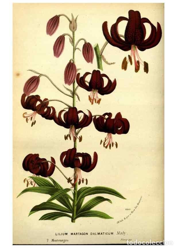 Collezionismo di Riviste e Giornali: Reproducci&oacute;n/Reproduction 49588133151: Flore des serres et des jardins de l'Europe. A Gand :chez Lou