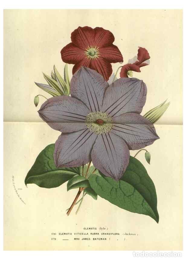 Collezionismo di Riviste e Giornali: Reproducci&oacute;n/Reproduction 49588118041: Flore des serres et des jardins de l'Europe. A Gand :chez Lou