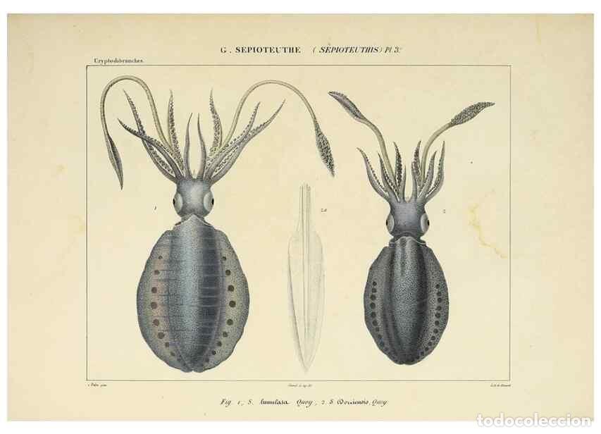 Collezionismo di Riviste e Giornali: Reproducci&oacute;n/Reproduction 49435155647: Histoire naturelle, g&eacute;n&eacute;rale et particuli&egrave;re des c&eacute;phalopodes