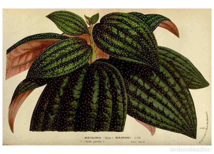 Collezionismo di Riviste e Giornali: Reproducci&oacute;n/Reproduction 49588277111: Flore des serres et des jardins de l'Europe. A Gand :chez Lou