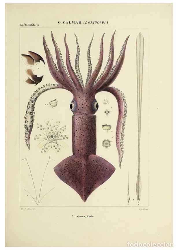 Collezionismo di Riviste e Giornali: Reproducci&oacute;n/Reproduction 49434461058: Histoire naturelle, g&eacute;n&eacute;rale et particuli&egrave;re des c&eacute;phalopodes