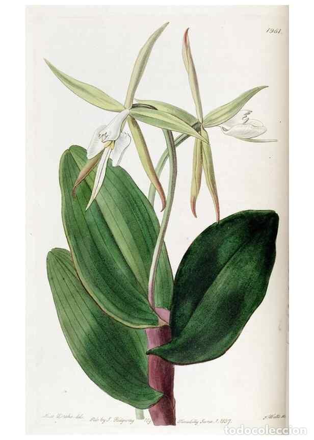 Collezionismo di Riviste e Giornali: Reproducci&oacute;n/Reproduction 49822347317: Edwards's botanical register.. London :James Ridgway,1829-184