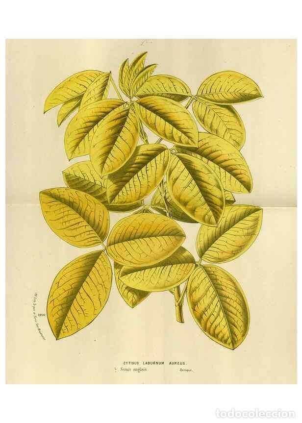 Collezionismo di Riviste e Giornali: Reproducci&oacute;n/Reproduction 49588522717: Flore des serres et des jardins de l'Europe. A Gand :chez Lou