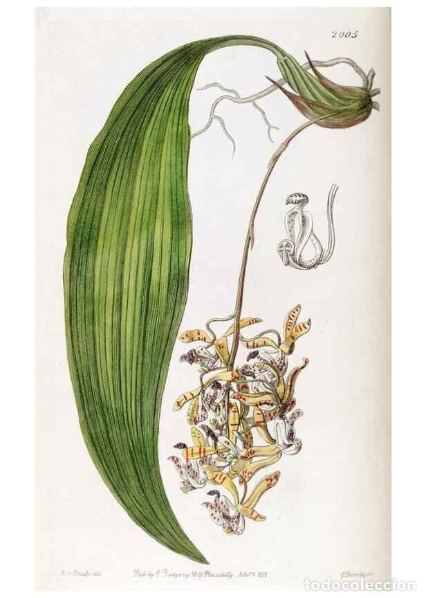 Collezionismo di Riviste e Giornali: Reproducci&oacute;n/Reproduction 49822433542: Edwards's botanical register.. London :James Ridgway,1829-184