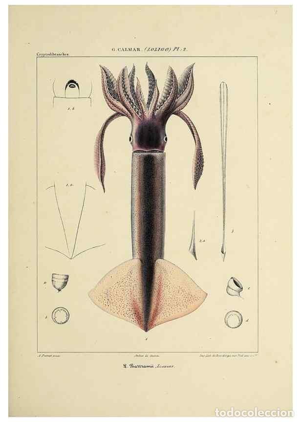 Collezionismo di Riviste e Giornali: Reproducci&oacute;n/Reproduction 49434936236: Histoire naturelle, g&eacute;n&eacute;rale et particuli&egrave;re des c&eacute;phalopodes