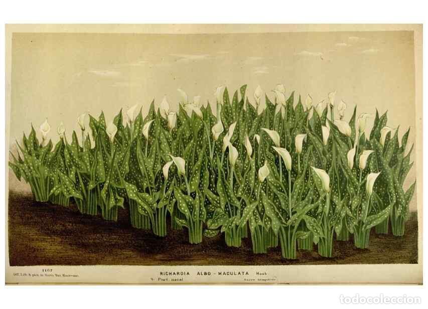 Collezionismo di Riviste e Giornali: Reproducci&oacute;n/Reproduction 49587787893: Flore des serres et des jardins de l'Europe. A Gand :chez Lou