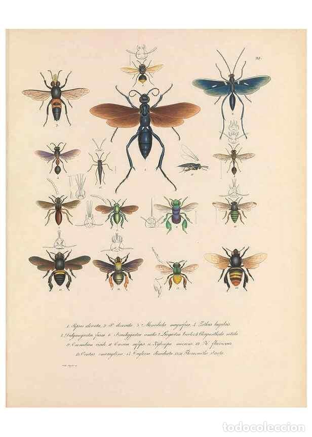 Collezionismo di Riviste e Giornali: Reproducci&oacute;n/Reproduction 49430832648: Delectus animalium articulatorum :. Monachii :Impensis Editor