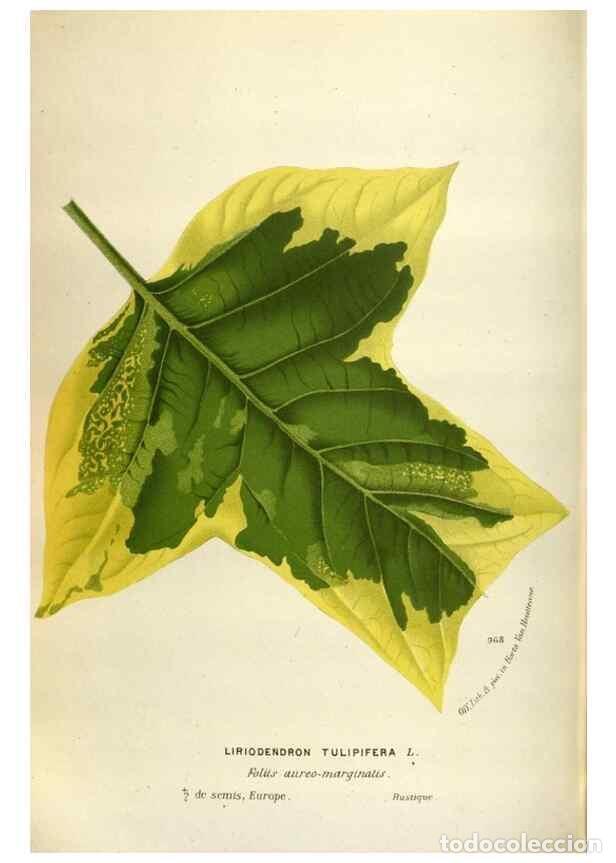 Collection Magazines and Newspapers: Reproducci&oacute;n/Reproduction 49588302657: Flore des serres et des jardins de l'Europe. A Gand :chez Lou