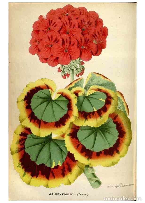 Collection Magazines and Newspapers: Reproducci&oacute;n/Reproduction 49587565318: Flore des serres et des jardins de l'Europe. A Gand :chez Lou