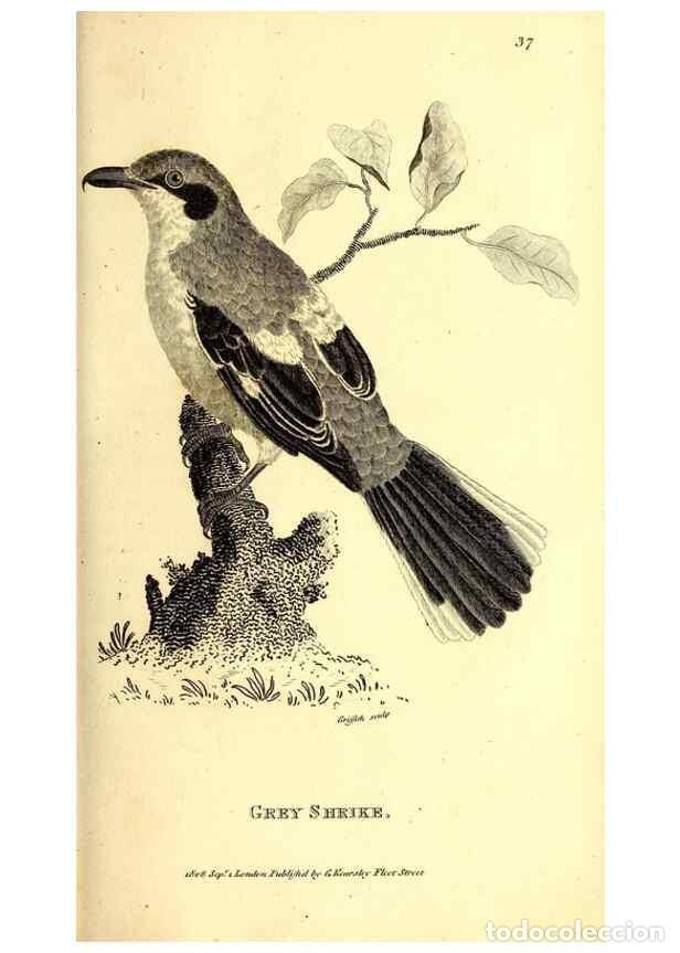 Collection Magazines and Newspapers: Reproducci&oacute;n/Reproduction 49830066461: General zoology, or Systematic natural history. London,Printe