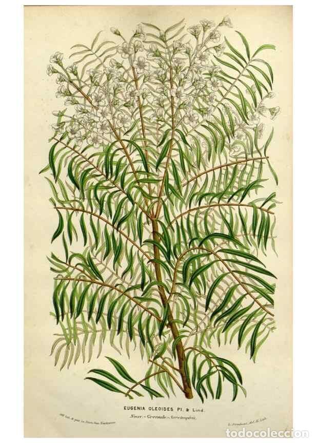 Sammeln von Zeitschriften und Zeitungen: Reproducci&oacute;n/Reproduction 49587879058: Flore des serres et des jardins de l'Europe. A Gand :chez Lou