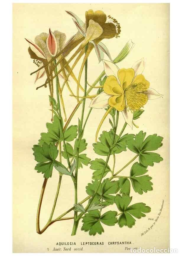 Sammeln von Zeitschriften und Zeitungen: Reproducci&oacute;n/Reproduction 49588128556: Flore des serres et des jardins de l'Europe. A Gand :chez Lou