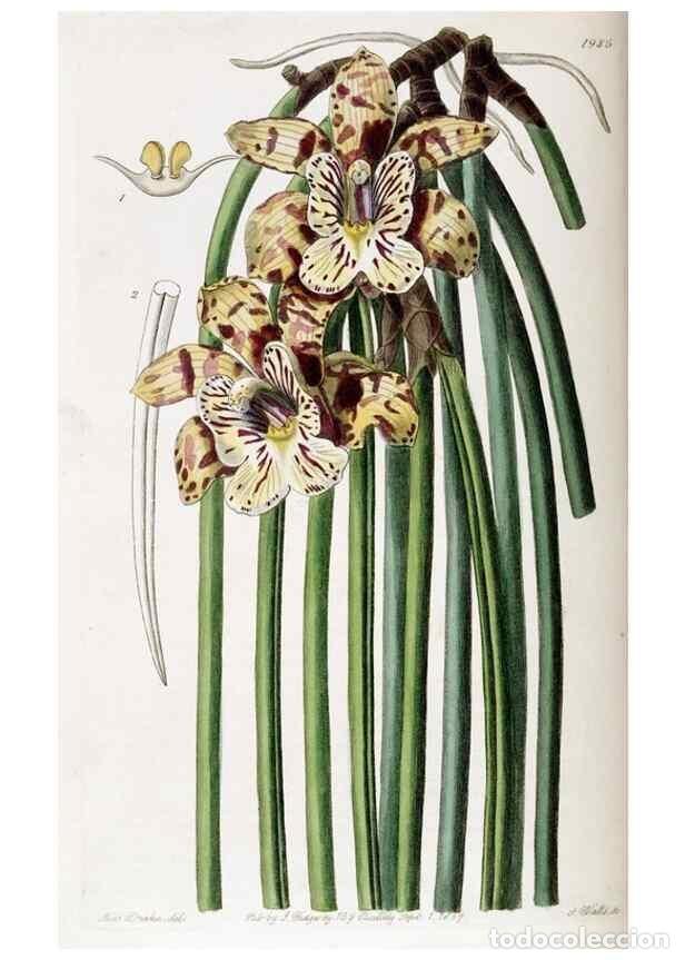 Sammeln von Zeitschriften und Zeitungen: Reproducci&oacute;n/Reproduction 49821573858: Edwards's botanical register.. London :James Ridgway,1829-184