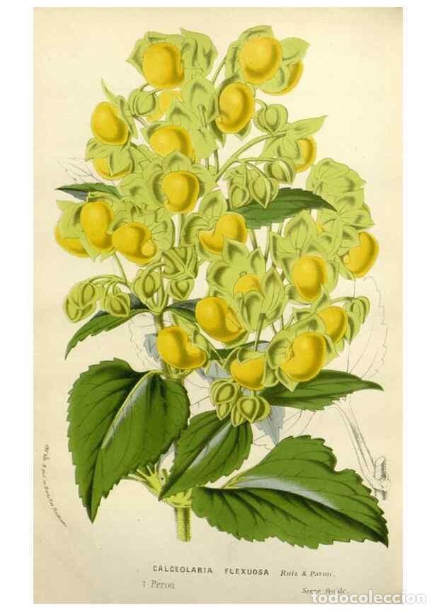 Collection Magazines and Newspapers: Reproducci&oacute;n/Reproduction 49587880598: Flore des serres et des jardins de l'Europe. A Gand :chez Lou