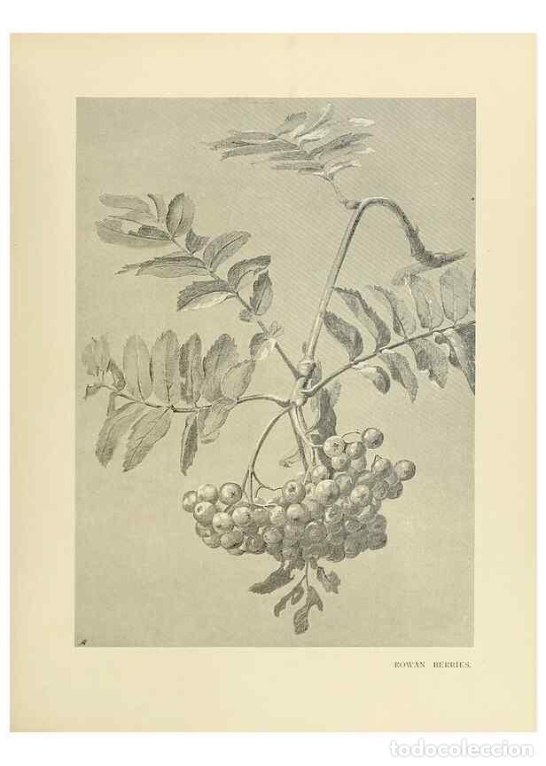 Coleccionismo de Revistas y Peri&oacute;dicos: Reproducci&oacute;n/Reproduction 49420565777: British trees /. London :Hutchinson,1907.. - Cole, Rex Vicat,