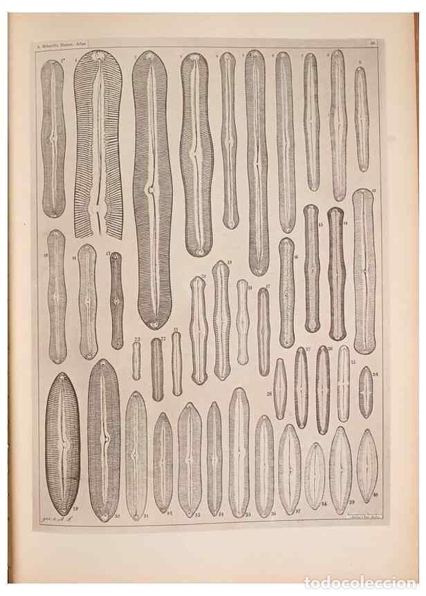 Coleccionismo de Revistas y Peri&oacute;dicos: Reproducci&oacute;n/Reproduction 49389413243: Atlas der Diatomaceen-Kunde /. Leipzig :O.R. Reisland,[1874-1