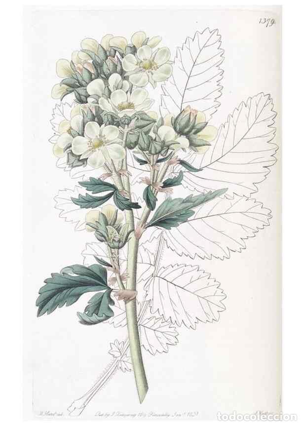Coleccionismo de Revistas y Peri&oacute;dicos: Reproducci&oacute;n/Reproduction 49825666372: Edwards's botanical register.. London :James Ridgway,1829-184