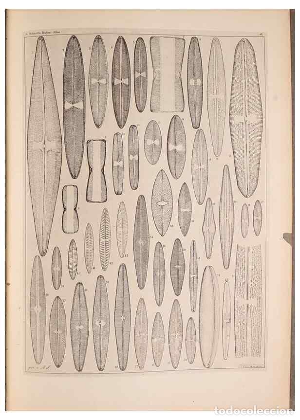Coleccionismo de Revistas y Peri&oacute;dicos: Reproducci&oacute;n/Reproduction 49389889506: Atlas der Diatomaceen-Kunde /. Leipzig :O.R. Reisland,[1874-1