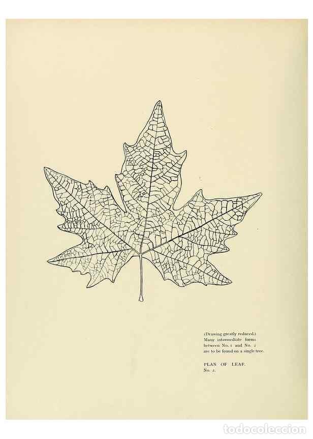 Coleccionismo de Revistas y Peri&oacute;dicos: Reproducci&oacute;n/Reproduction 49420361446: British trees /. London :Hutchinson,1907.. - Cole, Rex Vicat,