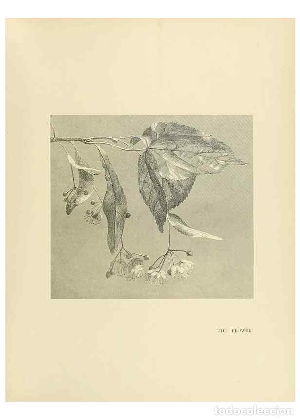 Coleccionismo de Revistas y Peri&oacute;dicos: Reproducci&oacute;n/Reproduction 49420363296: British trees /. London :Hutchinson,1907.. - Cole, Rex Vicat,