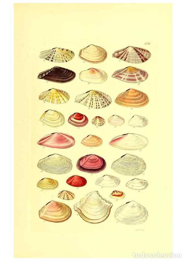 Coleccionismo de Revistas y Peri&oacute;dicos: Reproducci&oacute;n/Reproduction 49491344353: Thesaurus conchyliorum, or, Monographs of genera of shells. L