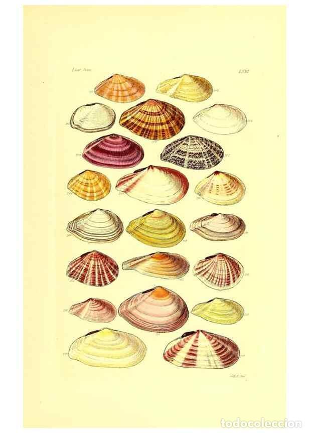 Coleccionismo de Revistas y Peri&oacute;dicos: Reproducci&oacute;n/Reproduction 49492057162: Thesaurus conchyliorum, or, Monographs of genera of shells. L