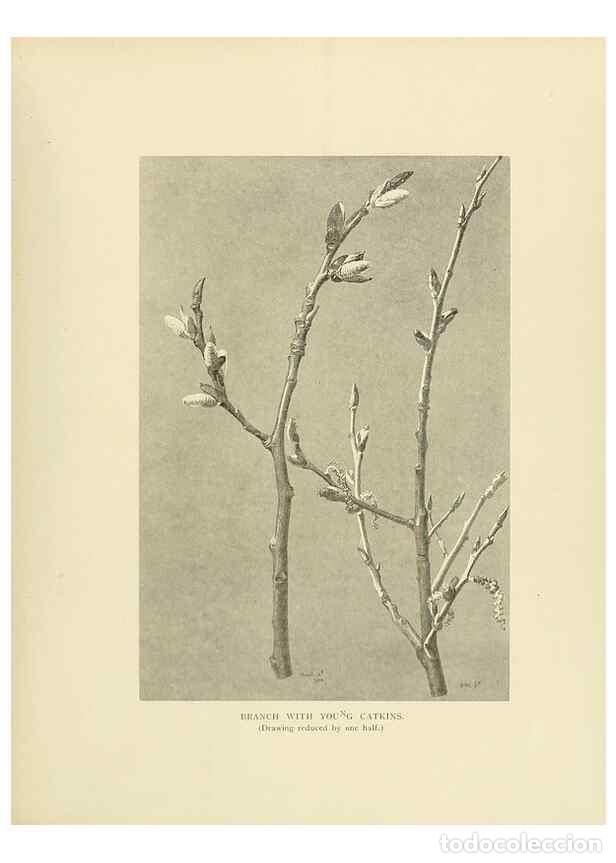 Coleccionismo de Revistas y Peri&oacute;dicos: Reproducci&oacute;n/Reproduction 49420572997: British trees /. London :Hutchinson,1907.. - Cole, Rex Vicat,