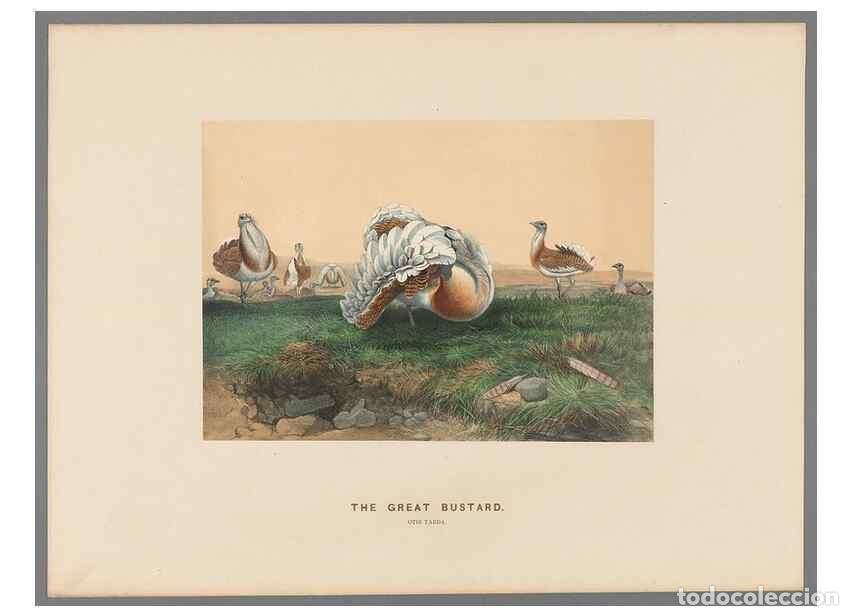 Colecionismo de Revistas e Jornais: Reproducci&oacute;n/Reproduction 49418610943: Zoological sketches /. London :Henry Graves,1861-1867.. - Wol
