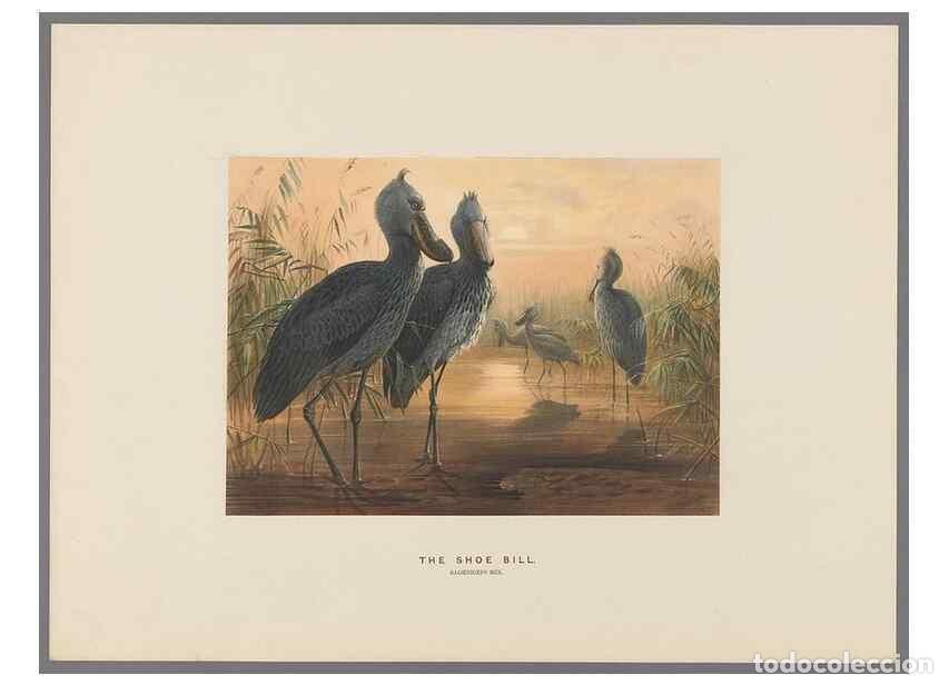 Colecionismo de Revistas e Jornais: Reproducci&oacute;n/Reproduction 49419128316: Zoological sketches /. London :Henry Graves,1861-1867.. - Wol