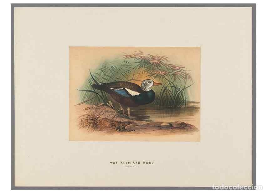 Colecionismo de Revistas e Jornais: Reproducci&oacute;n/Reproduction 49419129441: Zoological sketches /. London :Henry Graves,1861-1867.. - Wol