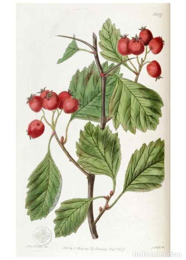 Colecionismo de Revistas e Jornais: Reproducci&oacute;n/Reproduction 49822033291: Edwards's botanical register.. London :James Ridgway,1829-184