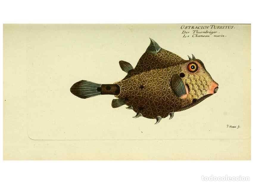 Colecionismo de Revistas e Jornais: Reproducci&oacute;n/Reproduction 49825438348: D. Marcus Elieser Bloch's, aus&uuml;benden Arztes zu Berlin ... Oe