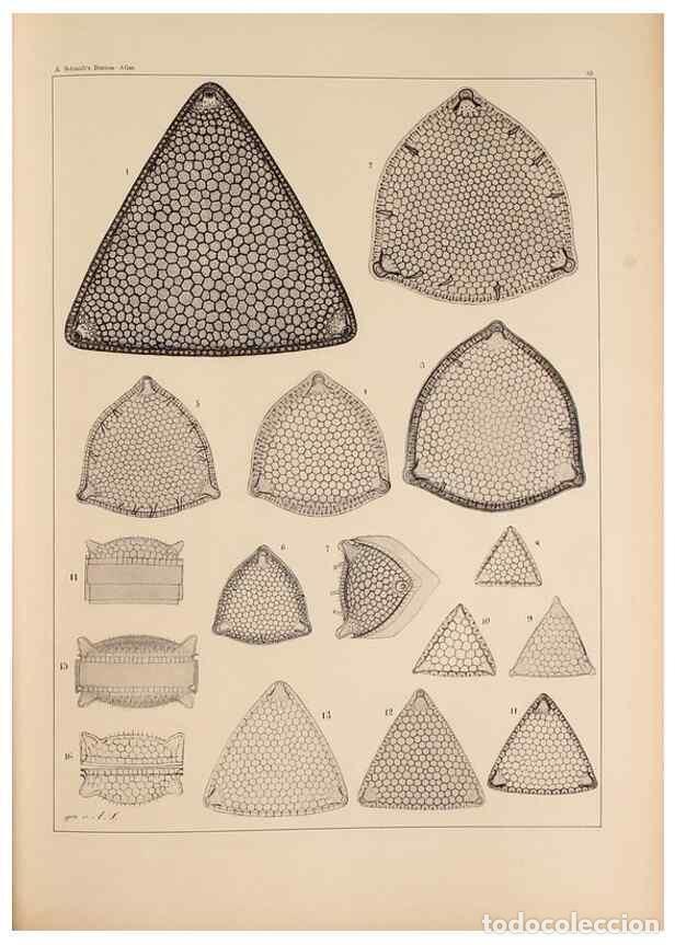 Colecionismo de Revistas e Jornais: Reproducci&oacute;n/Reproduction 49389668731: Atlas der Diatomaceen-Kunde /. Leipzig :O.R. Reisland,[1874-1