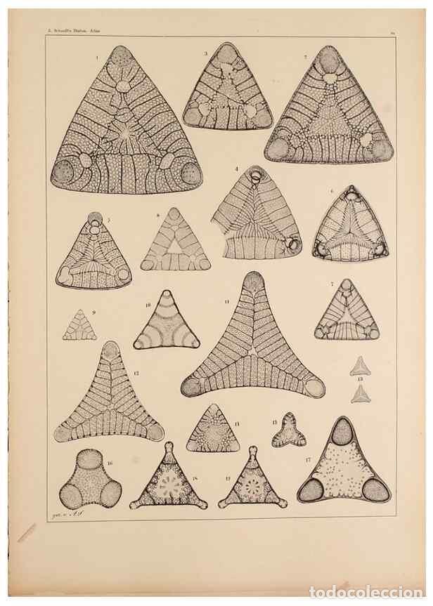 Colecionismo de Revistas e Jornais: Reproducci&oacute;n/Reproduction 49389670271: Atlas der Diatomaceen-Kunde /. Leipzig :O.R. Reisland,[1874-1