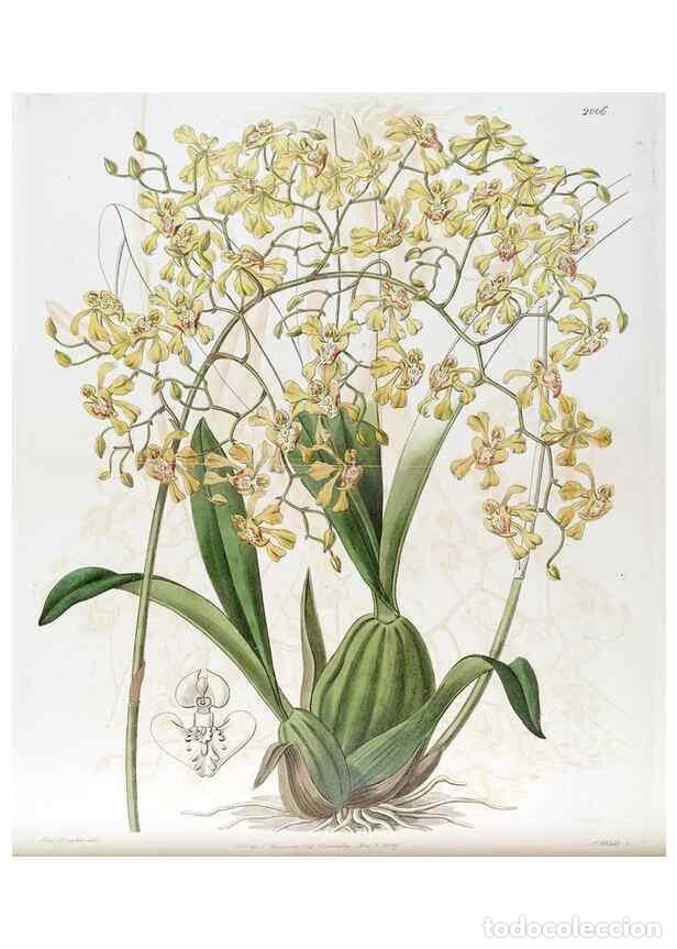 Colecionismo de Revistas e Jornais: Reproducci&oacute;n/Reproduction 49822120991: Edwards's botanical register.. London :James Ridgway,1829-184