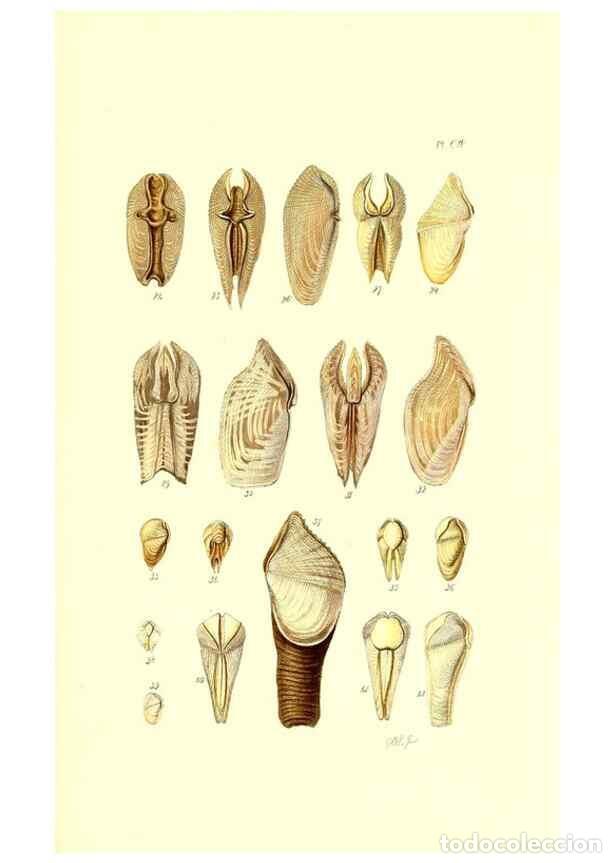 Colecionismo de Revistas e Jornais: Reproducci&oacute;n/Reproduction 49492125097: Thesaurus conchyliorum, or, Monographs of genera of shells. L