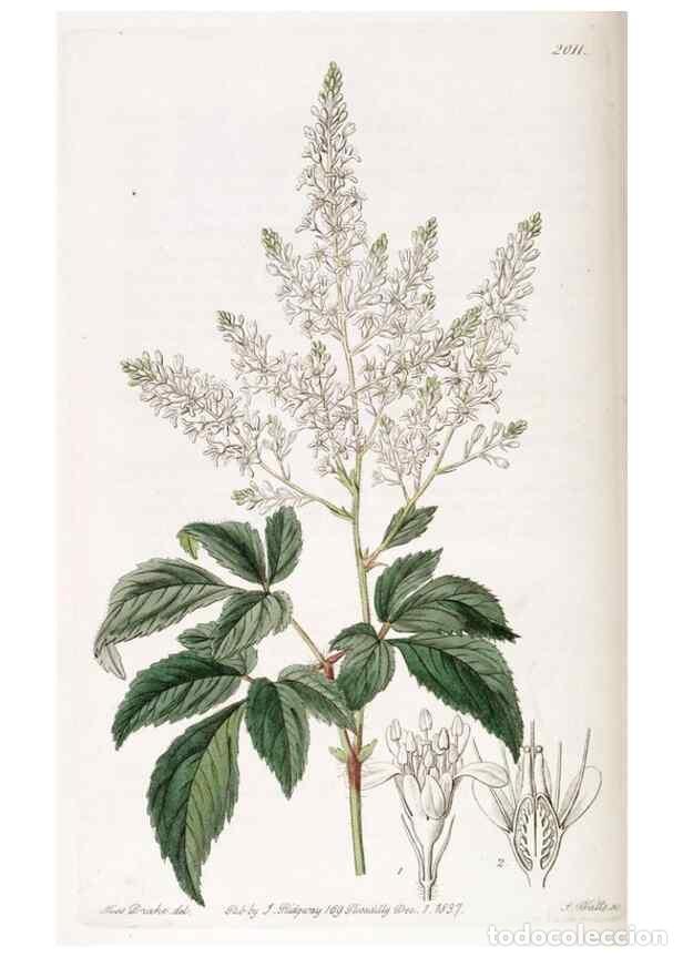 Colecionismo de Revistas e Jornais: Reproducci&oacute;n/Reproduction 49822436262: Edwards's botanical register.. London :James Ridgway,1829-184